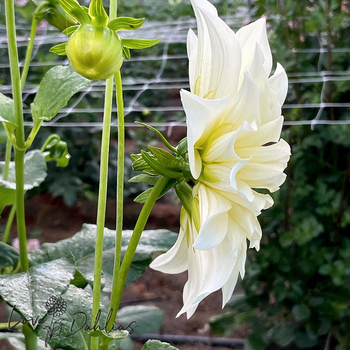 Cafe au Lait Supreme Dahlia Tuber - Love Dahlias - south - africa - flower - bulbs
