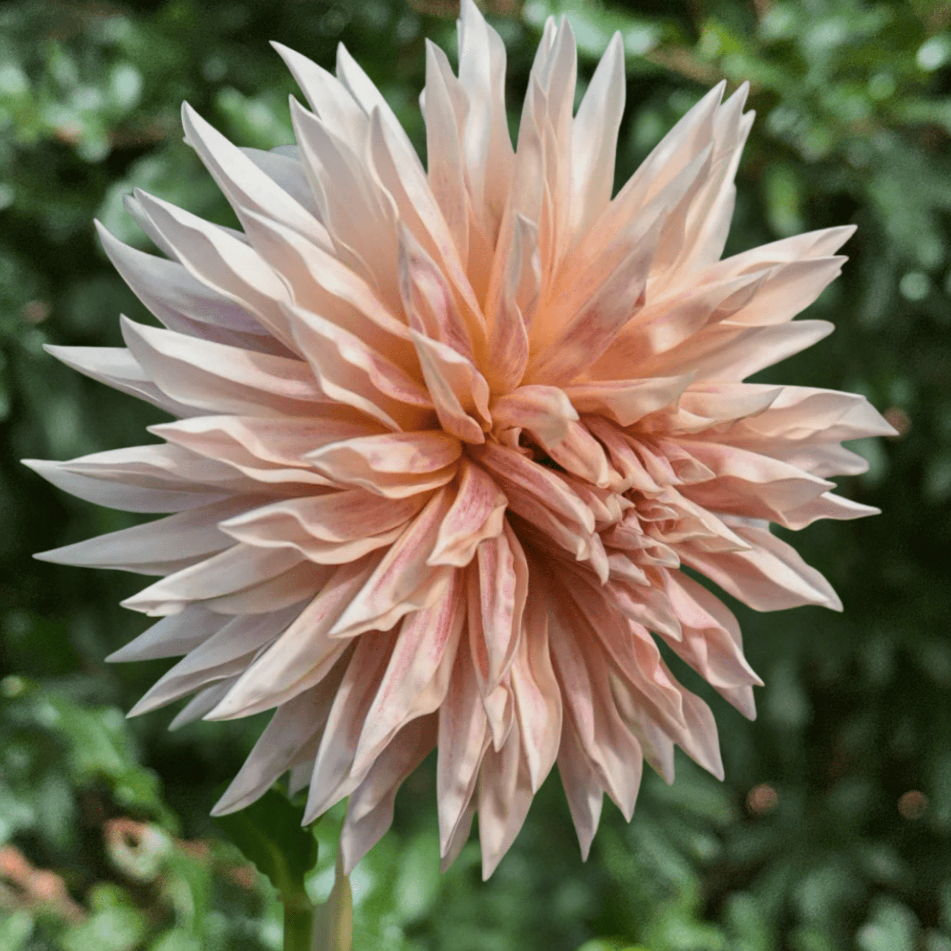 Cafe de Paris Dahlia Tuber | South Africa - Love Dahlias - south - africa - flower - bulbs