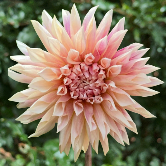 Cafe de Paris Dahlia Tuber | South Africa - Love Dahlias - south - africa - flower - bulbs