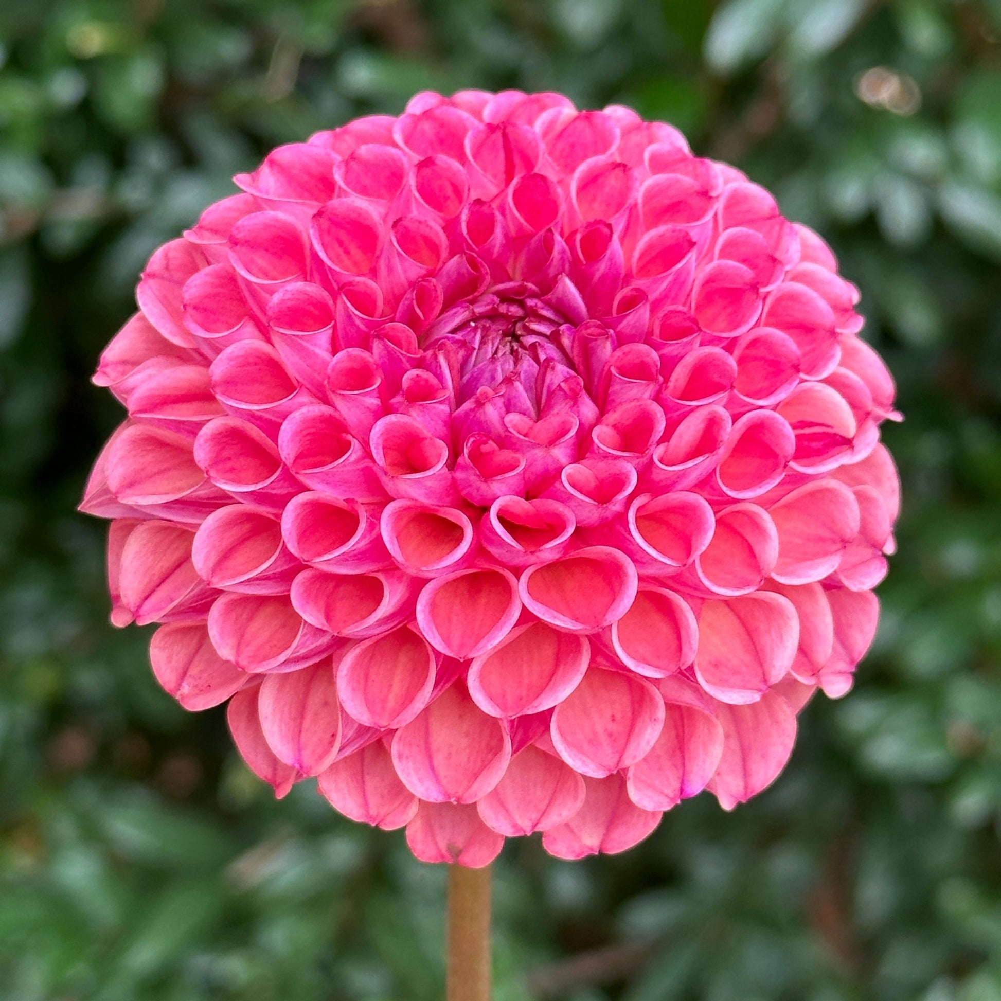 Caitlin's Joy Dahlia Tuber - Love Dahlias - south - africa - flower - bulbs