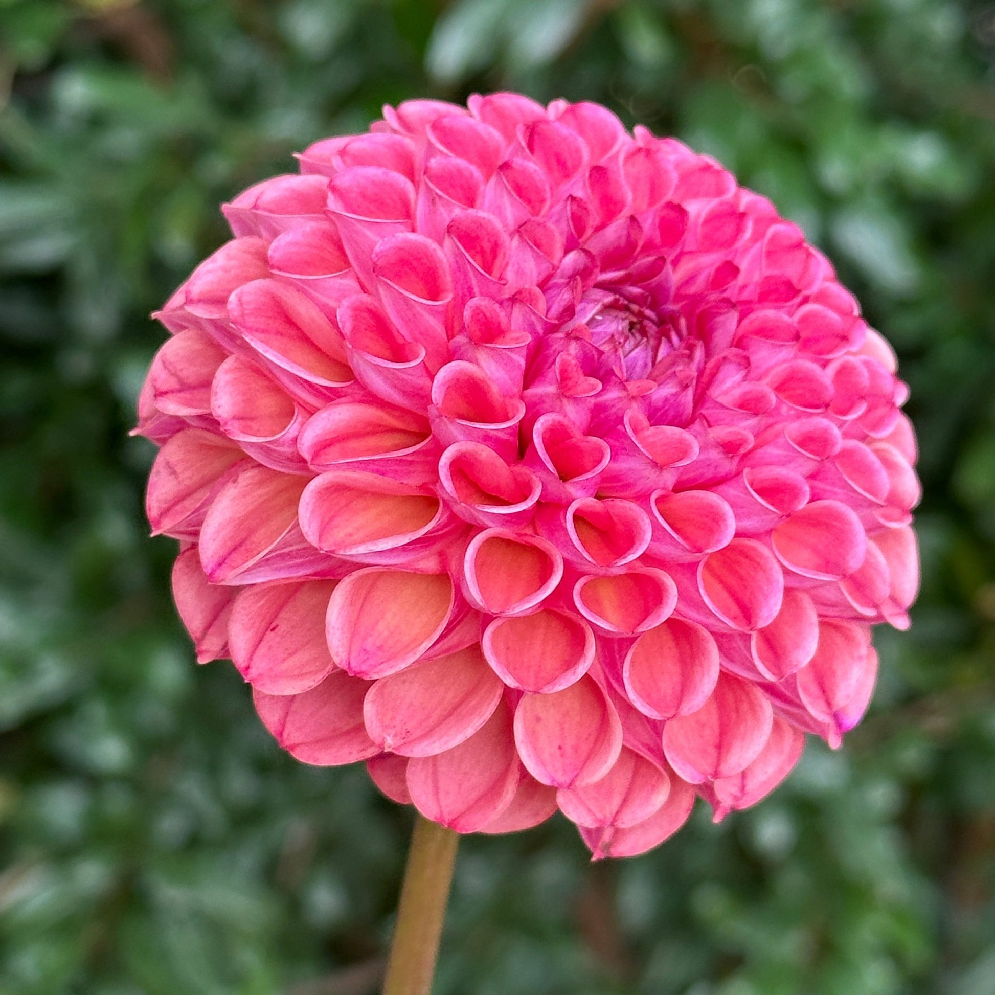 Caitlin's Joy Dahlia Tuber - Love Dahlias - south - africa - flower - bulbs