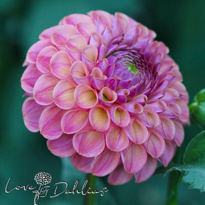 Caitlin's Joy Dahlia Tuber - Love Dahlias - south - africa - flower - bulbs