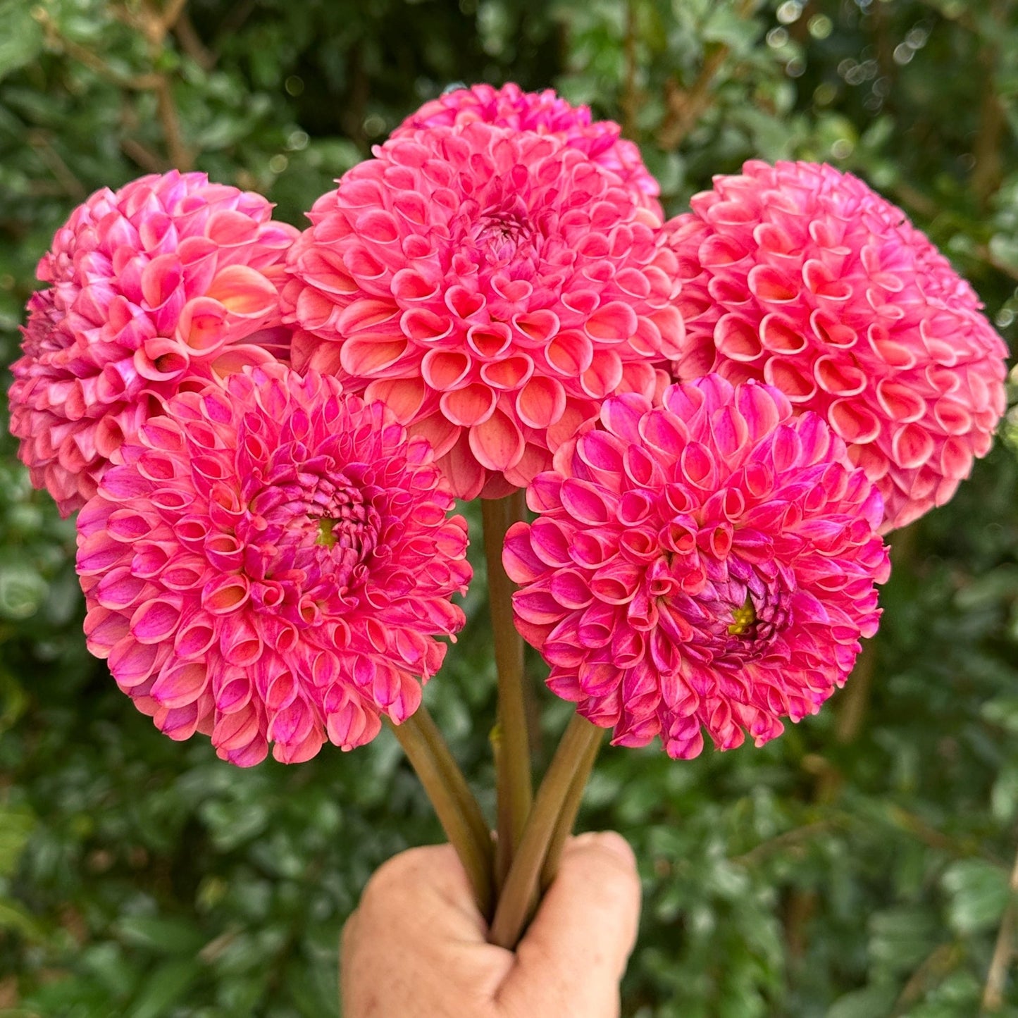 Caitlin's Joy Dahlia Tuber - Love Dahlias - south - africa - flower - bulbs