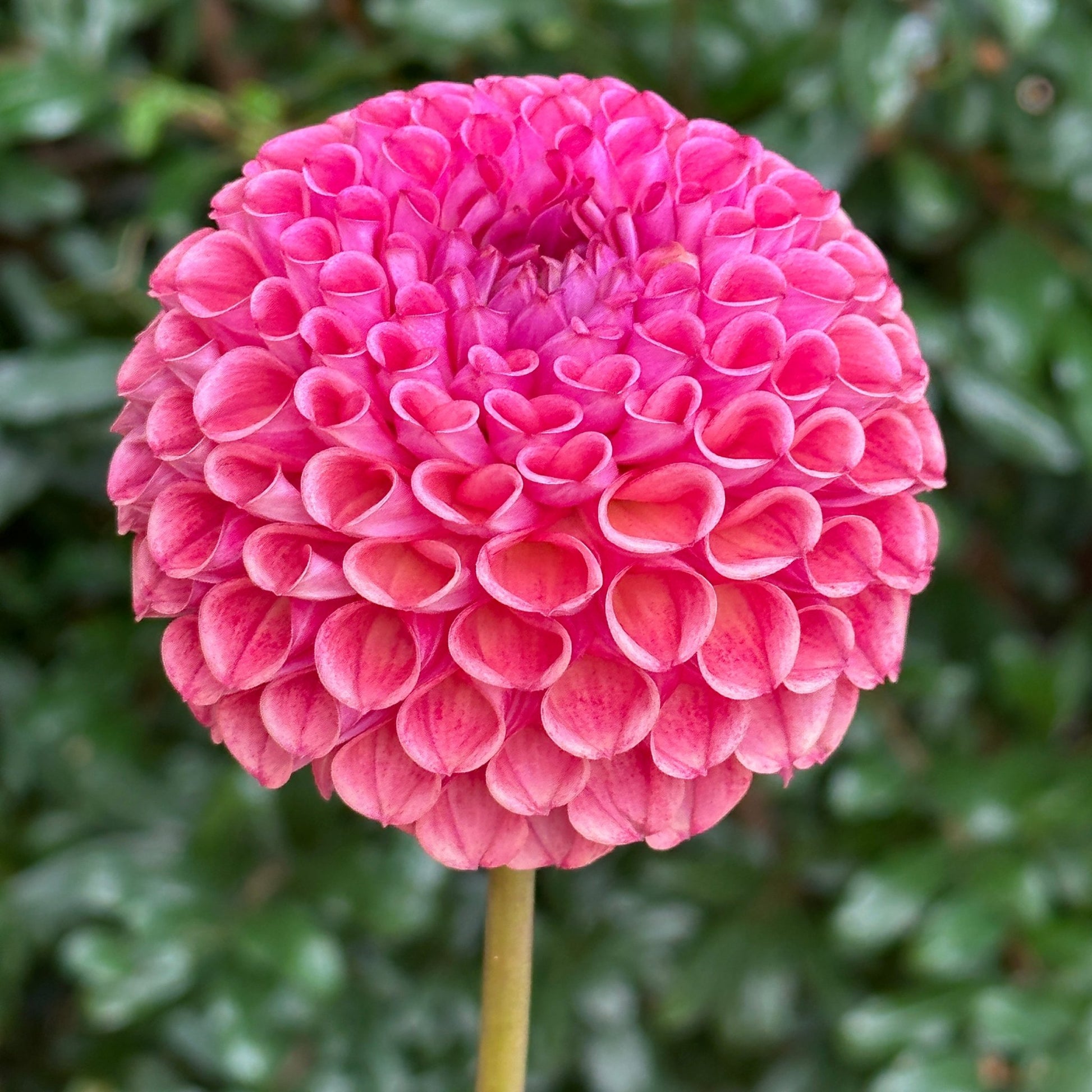 Caitlin's Joy Dahlia Tuber - Love Dahlias - south - africa - flower - bulbs
