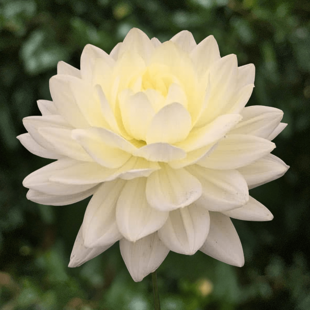 Cameo Dahlia Tuber | South Africa - Love Dahlias-south-africa-flower-bulbs