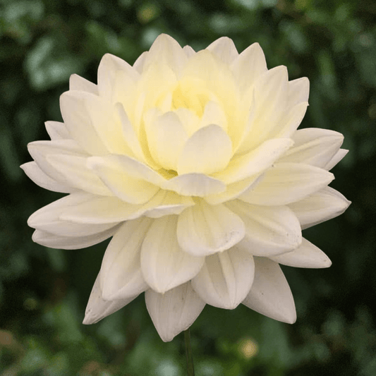 Cameo Dahlia Tuber | South Africa - Love Dahlias-south-africa-flower-bulbs