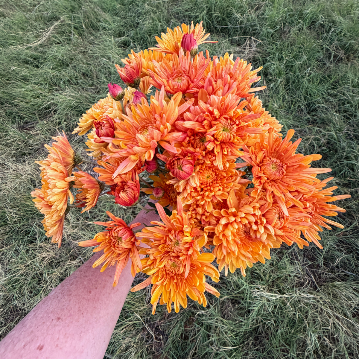 Candied Orange Heirloom Chrysanthemum | South Africa - Love Dahlias - south - africa - flower - bulbs