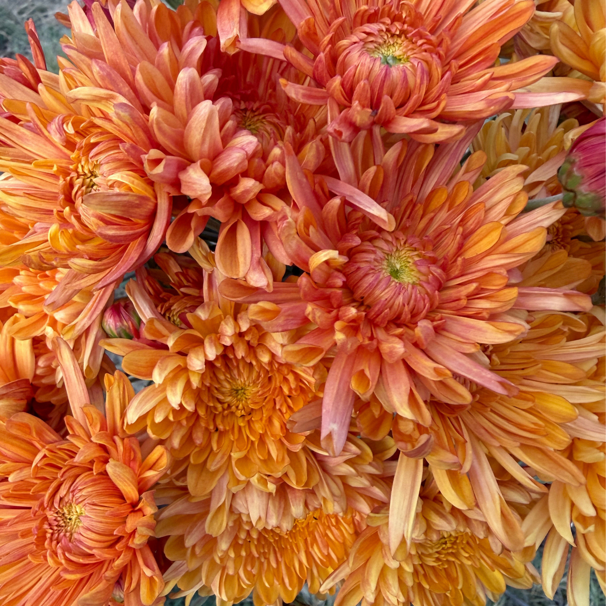 Candied Orange Heirloom Chrysanthemum | South Africa - Love Dahlias - south - africa - flower - bulbs