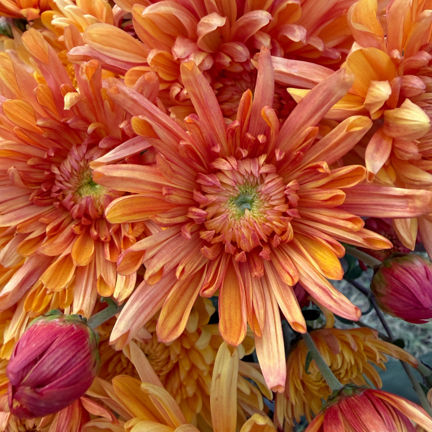 Candied Orange Heirloom Chrysanthemum | South Africa - Love Dahlias - south - africa - flower - bulbs