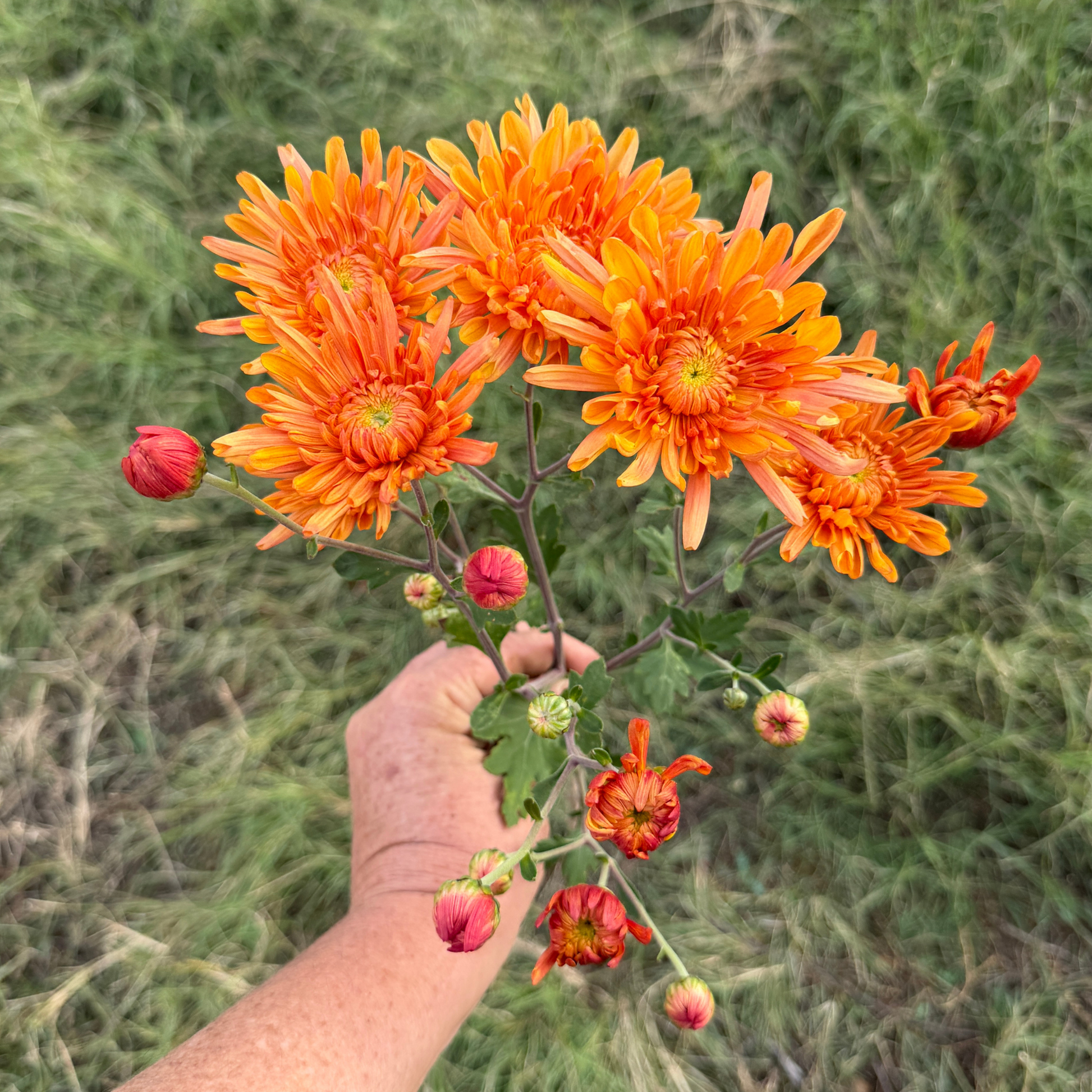 Candied Orange Heirloom Chrysanthemum | South Africa - Love Dahlias - south - africa - flower - bulbs