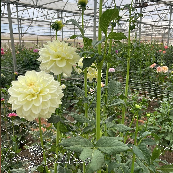 Caramel Antique Dahlia Tuber - Love Dahlias - south - africa - flower - bulbs