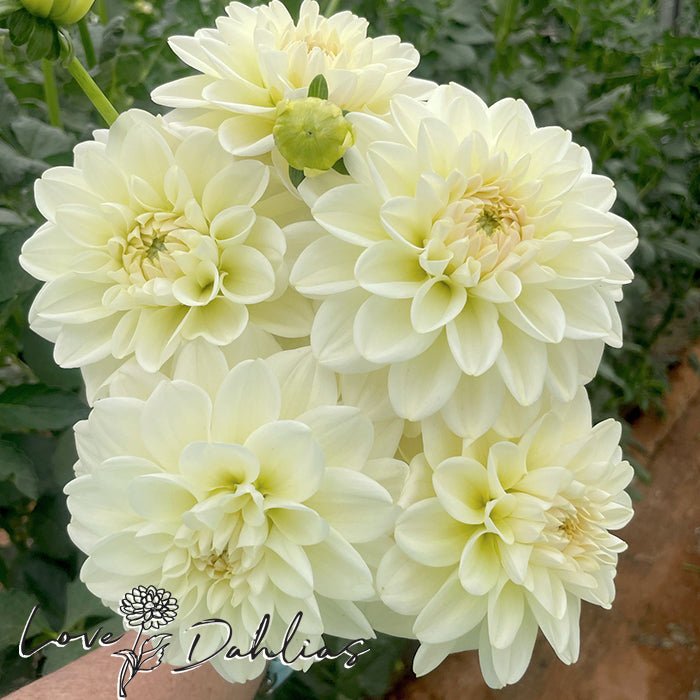 Caramel Antique Dahlia Tuber - Love Dahlias - south - africa - flower - bulbs