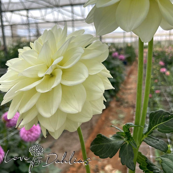 Caramel Antique Dahlia Tuber - Love Dahlias - south - africa - flower - bulbs