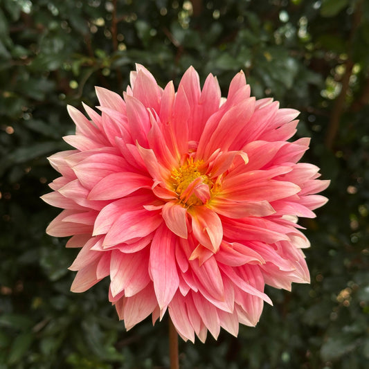 Carolina Wagemans Dahlia (Limit 1 p.p) - Love Dahlias - south - africa - flower - bulbs