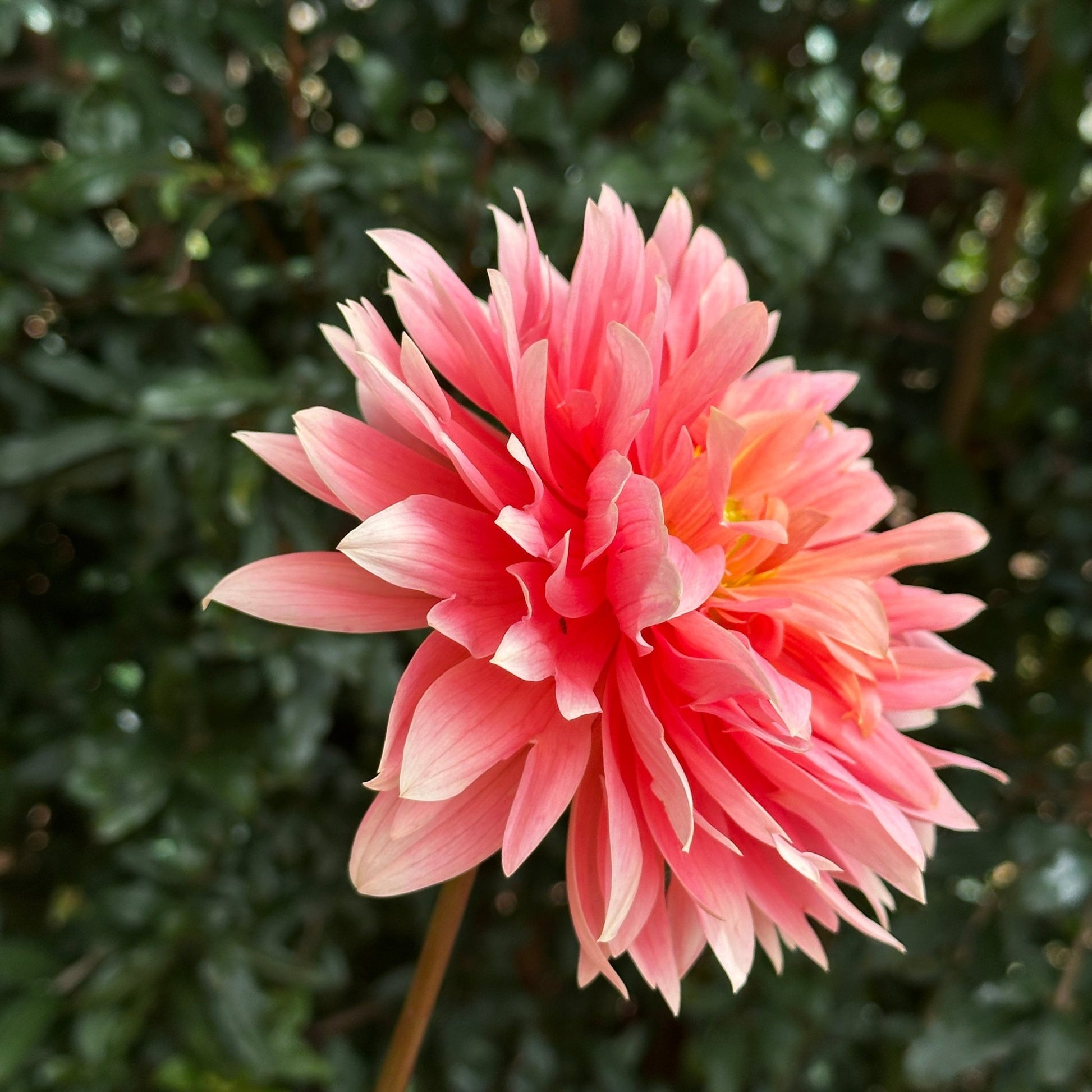 Carolina Wagemans Dahlia (Limit 1 p.p) - Love Dahlias - south - africa - flower - bulbs