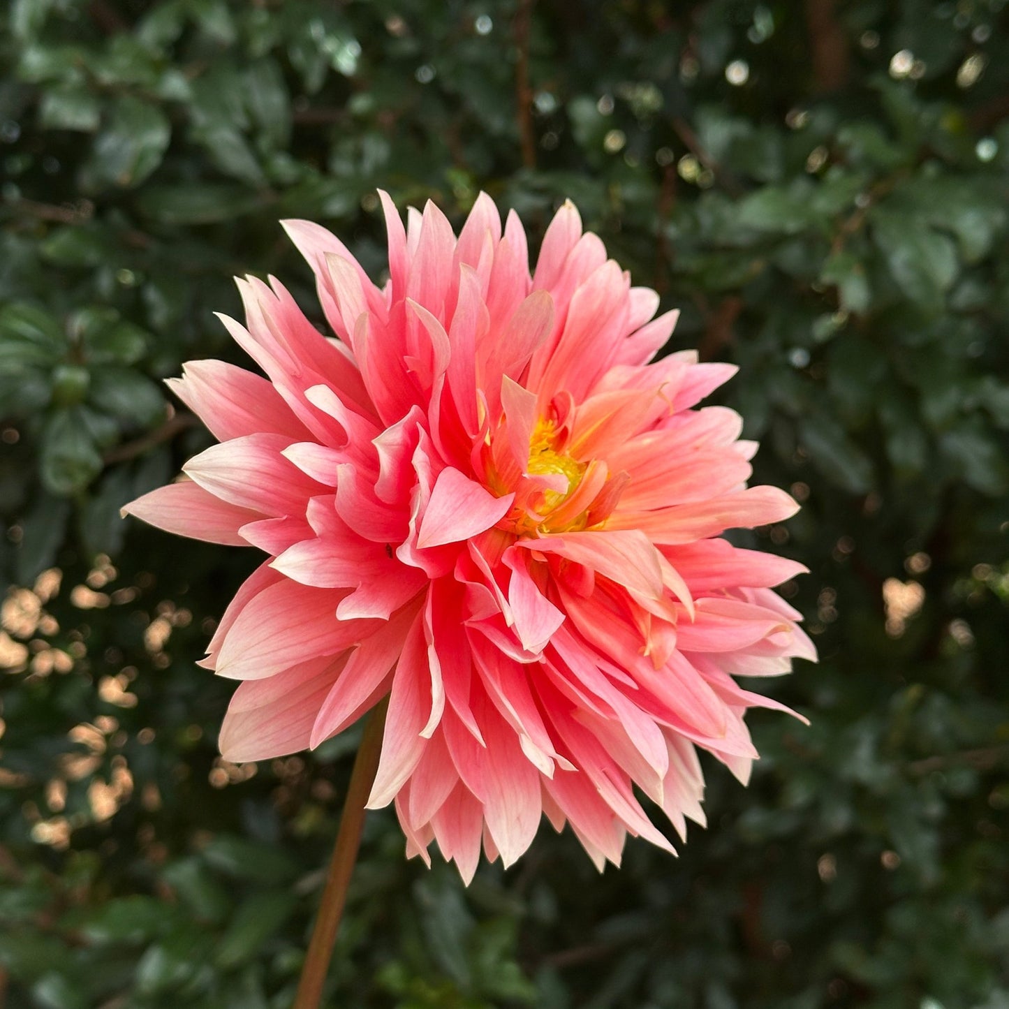 Carolina Wagemans Dahlia (Limit 1 p.p) - Love Dahlias - south - africa - flower - bulbs