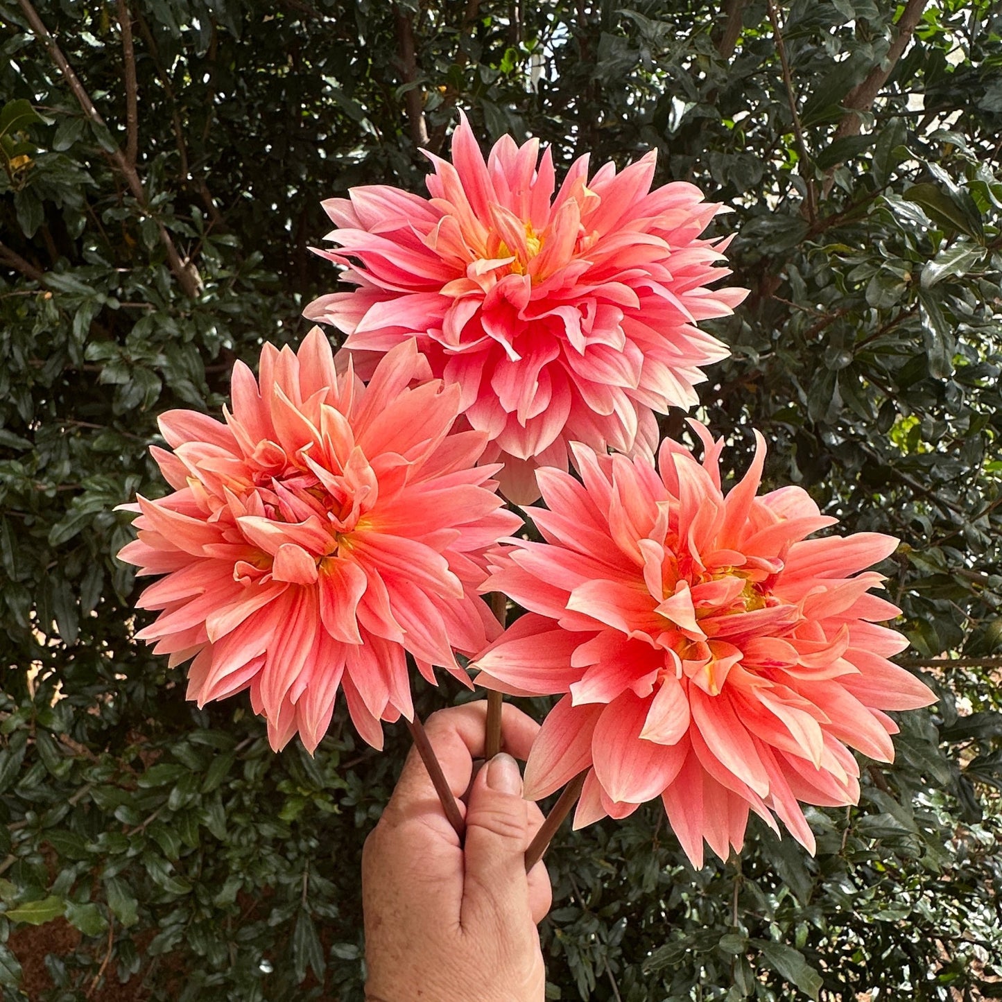 Carolina Wagemans Dahlia (Limit 1 p.p) - Love Dahlias - south - africa - flower - bulbs