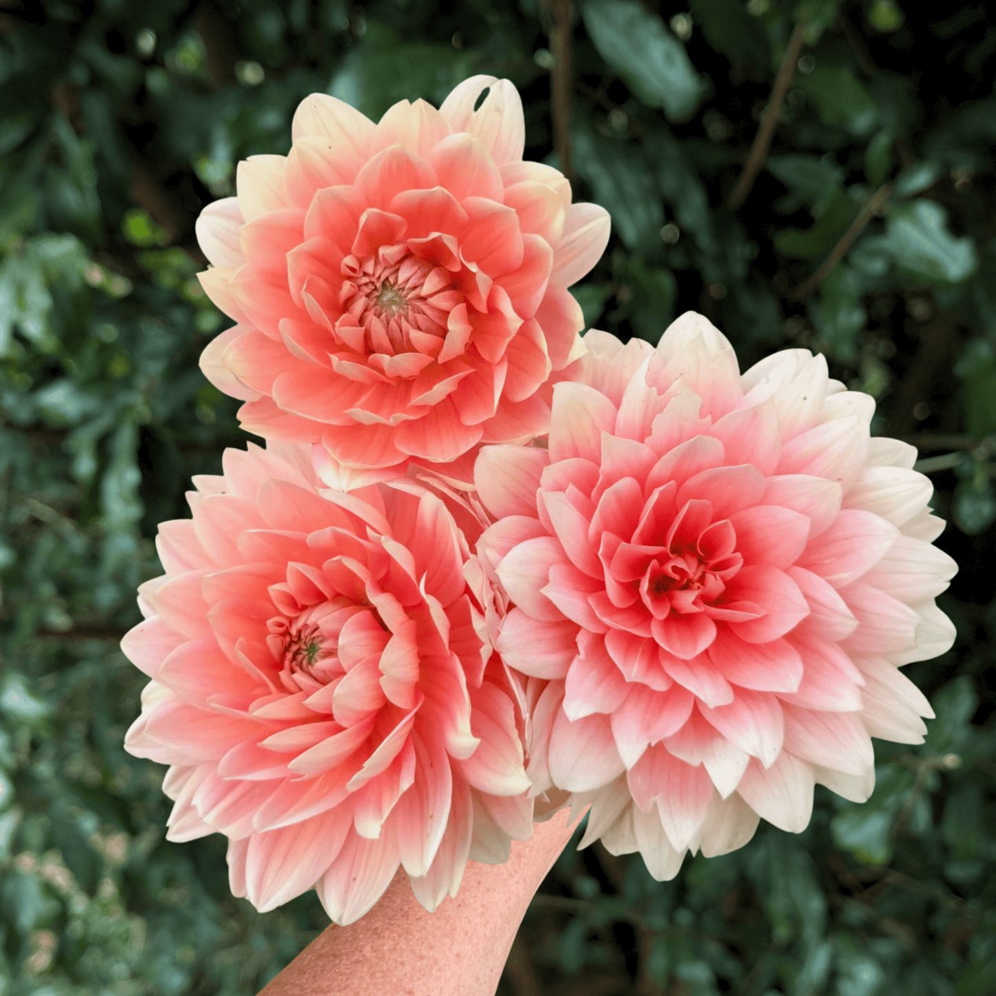 Carolina Wagemans Dahlia Tuber | South Africa - Love Dahlias - south - africa - flower - bulbs