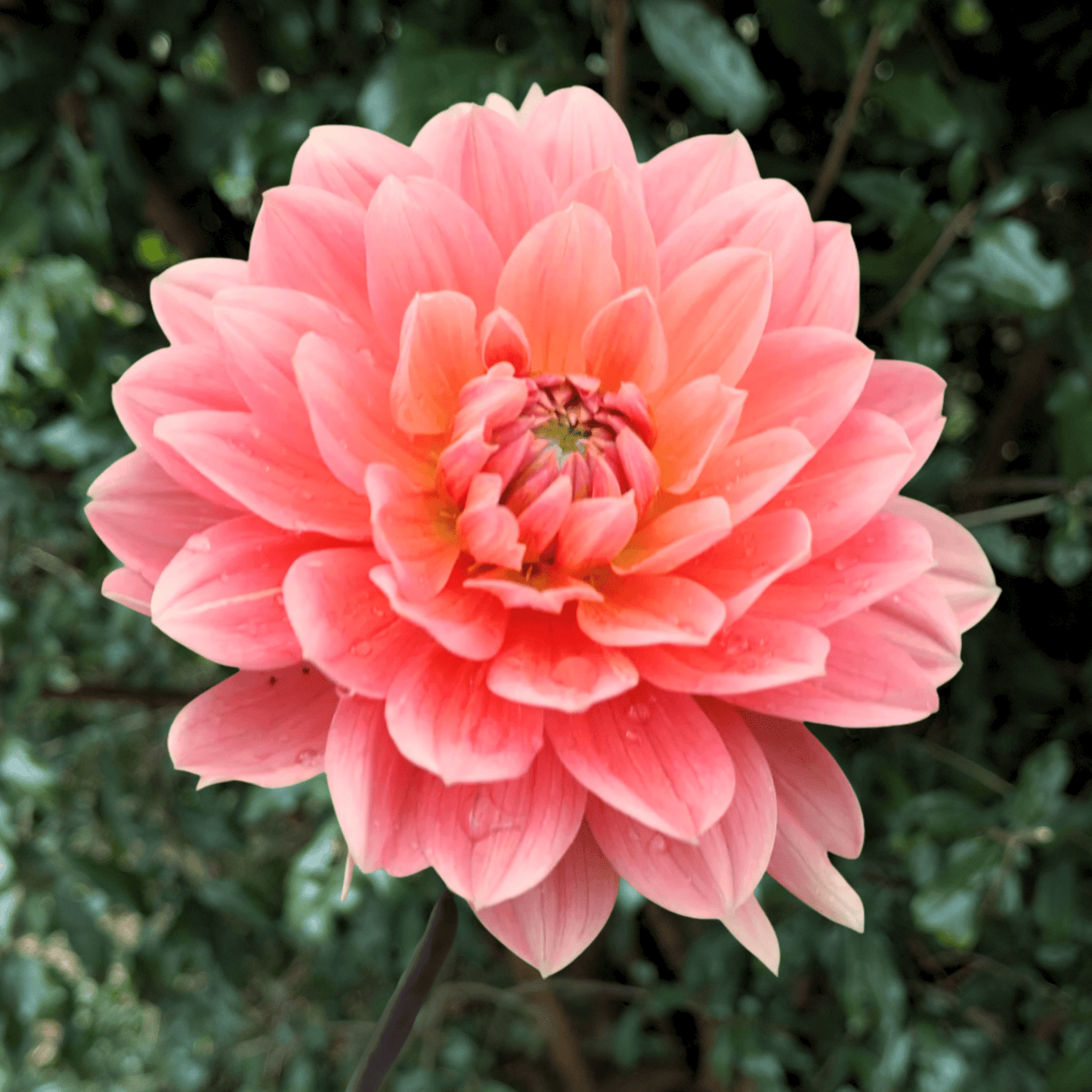 Carolina Wagemans Dahlia Tuber | South Africa - Love Dahlias - south - africa - flower - bulbs