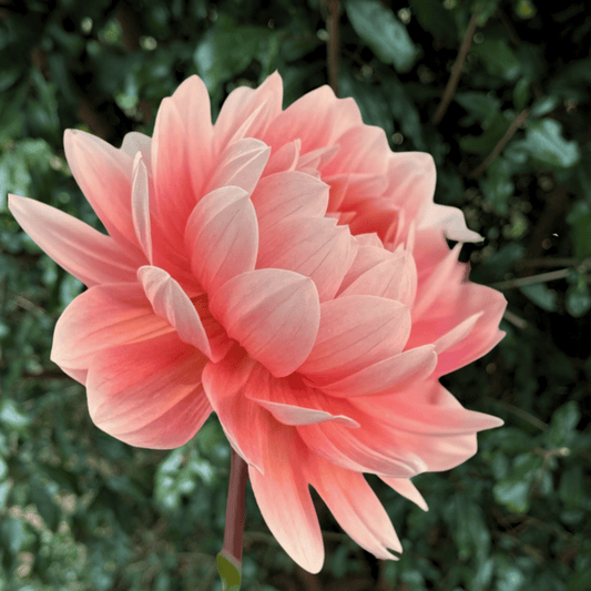 Carolina Wagemans Dahlia Tuber | South Africa - Love Dahlias - south - africa - flower - bulbs
