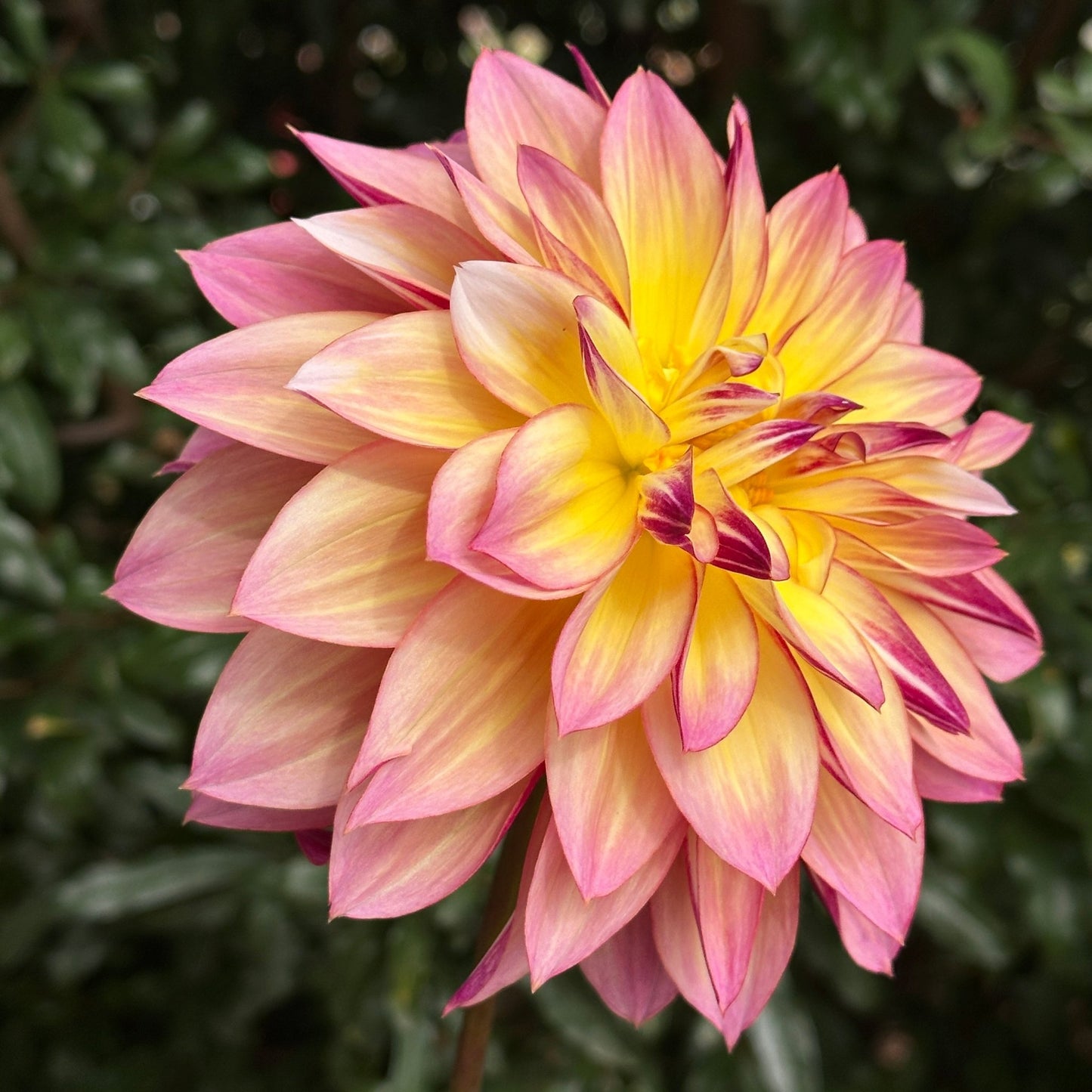 Carribean Fantasy Dahlia Tuber - Love Dahlias - south - africa - flower - bulbs