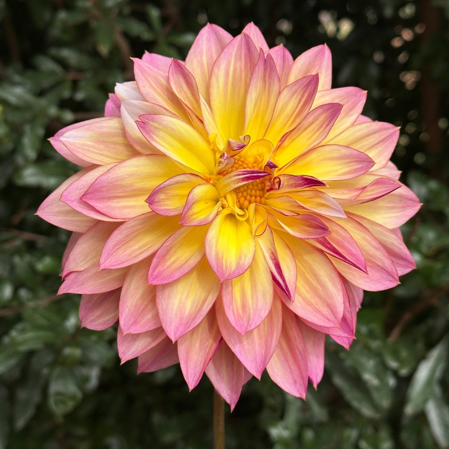 Carribean Fantasy Dahlia Tuber - Love Dahlias - south - africa - flower - bulbs