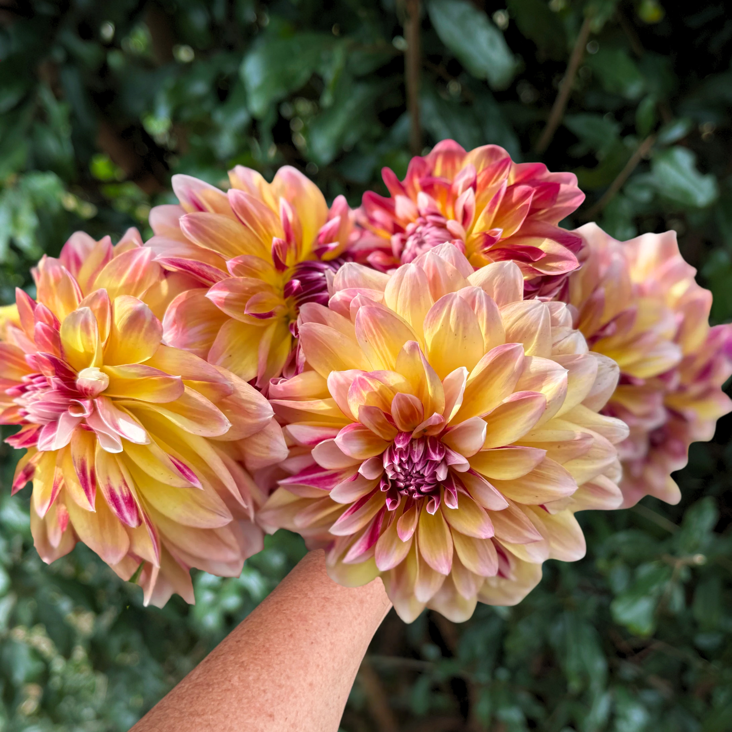Carribean Fantasy Dahlia Tuber | South Africa - Love Dahlias - south - africa - flower - bulbs