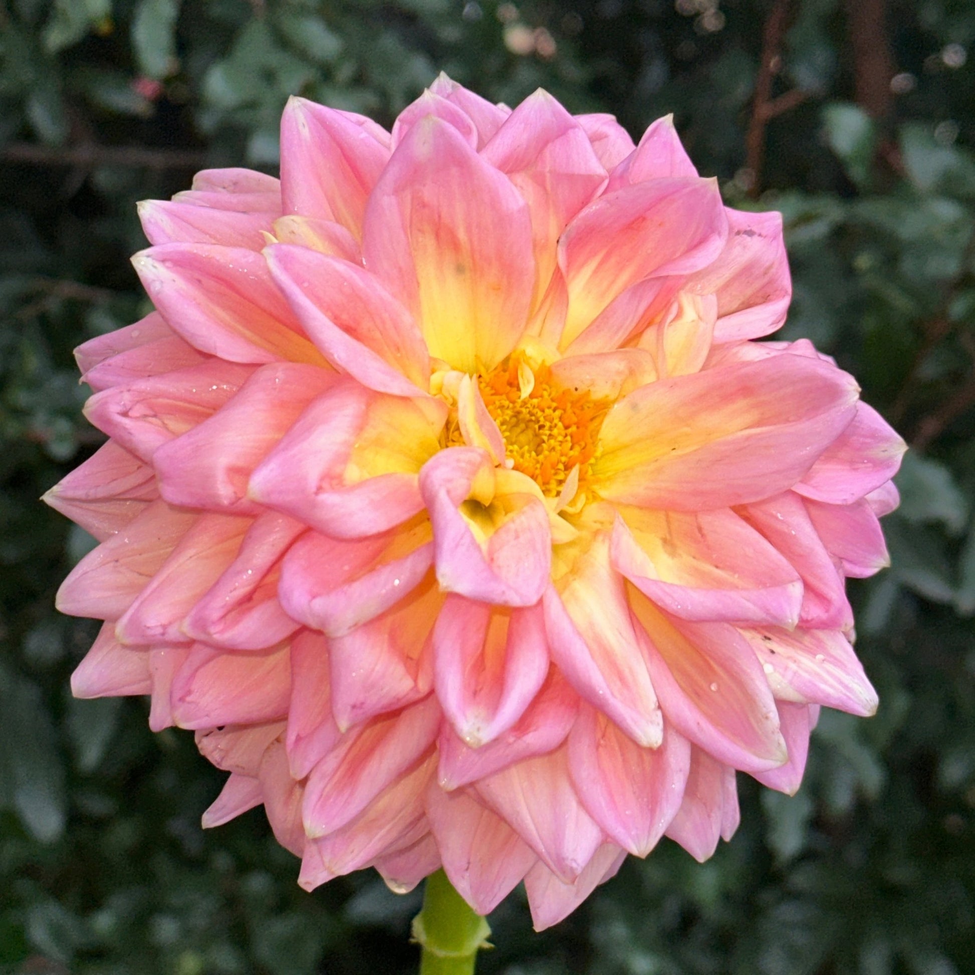 Castle Drive Dahlia (Limit 1 p.p) - Love Dahlias - south - africa - flower - bulbs