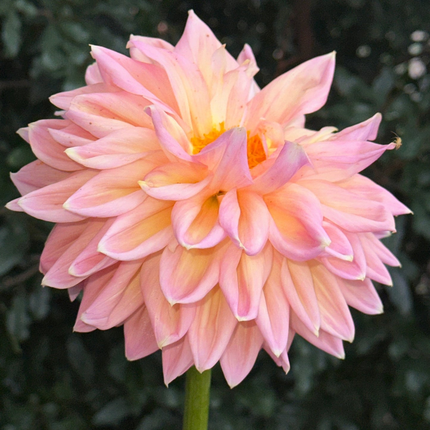 Castle Drive Dahlia (Limit 1 p.p) - Love Dahlias - south - africa - flower - bulbs