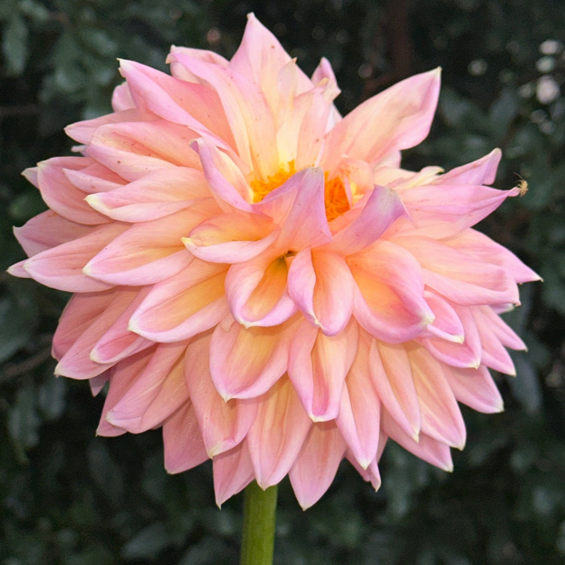 Castle Drive Dahlia (Limit 1 p.p) - Love Dahlias - south - africa - flower - bulbs