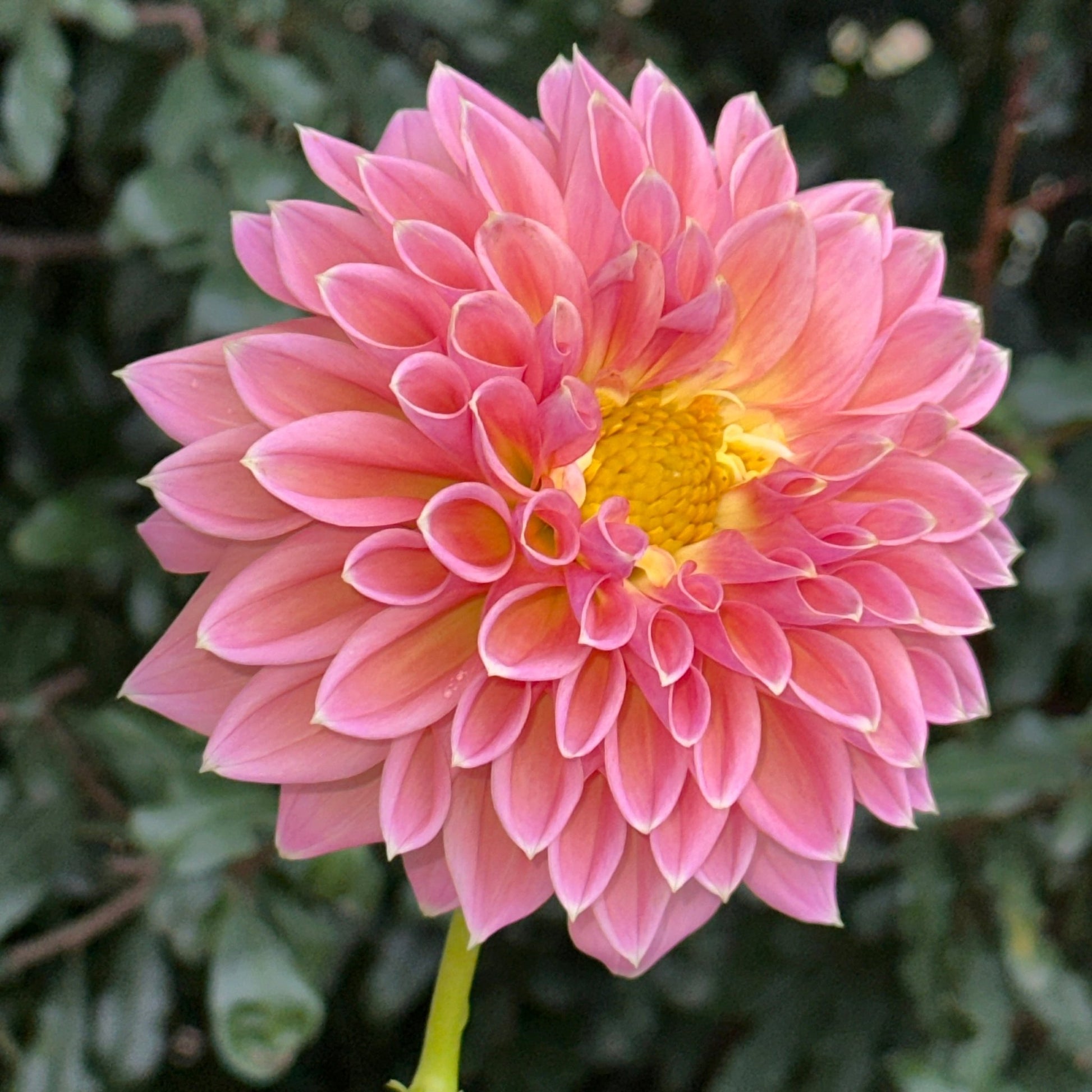 Castle Drive Dahlia (Limit 1 p.p) - Love Dahlias - south - africa - flower - bulbs