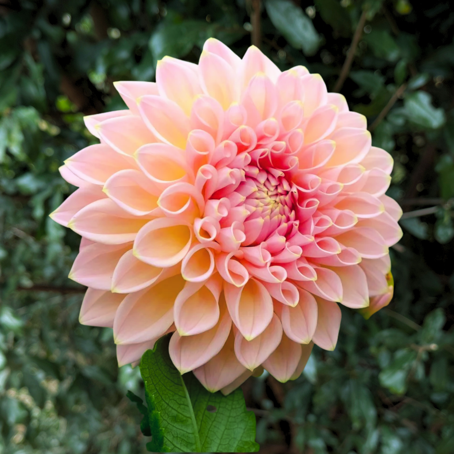 Castle Drive Dahlia Tuber | South Africa - Love Dahlias - south - africa - flower - bulbs