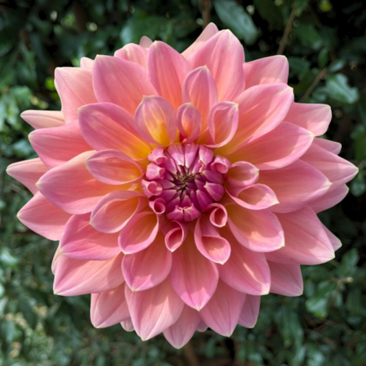 Castle Drive Dahlia Tuber | South Africa - Love Dahlias - south - africa - flower - bulbs