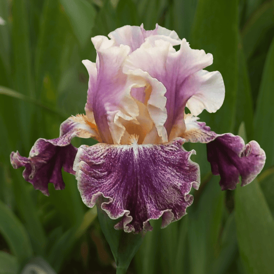 Celtic Tartan Bearded Iris (Coming in 2028) - Love Dahlias-south-africa-flower-bulbs