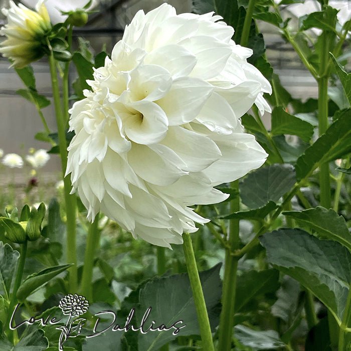 Centre Court Dahlia Tuber - Love Dahlias - south - africa - flower - bulbs
