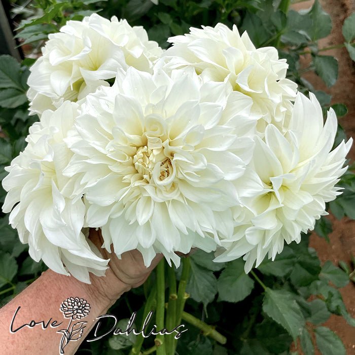 Centre Court Dahlia Tuber - Love Dahlias - south - africa - flower - bulbs