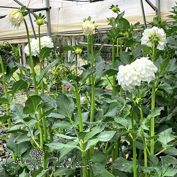 Centre Court Dahlia Tuber - Love Dahlias - south - africa - flower - bulbs