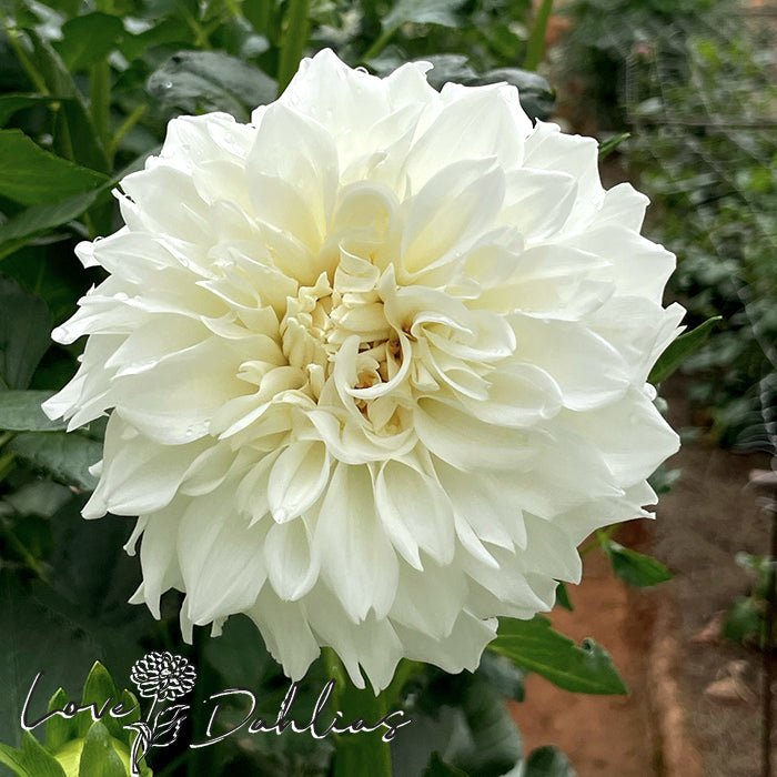 Centre Court Dahlia Tuber - Love Dahlias - south - africa - flower - bulbs