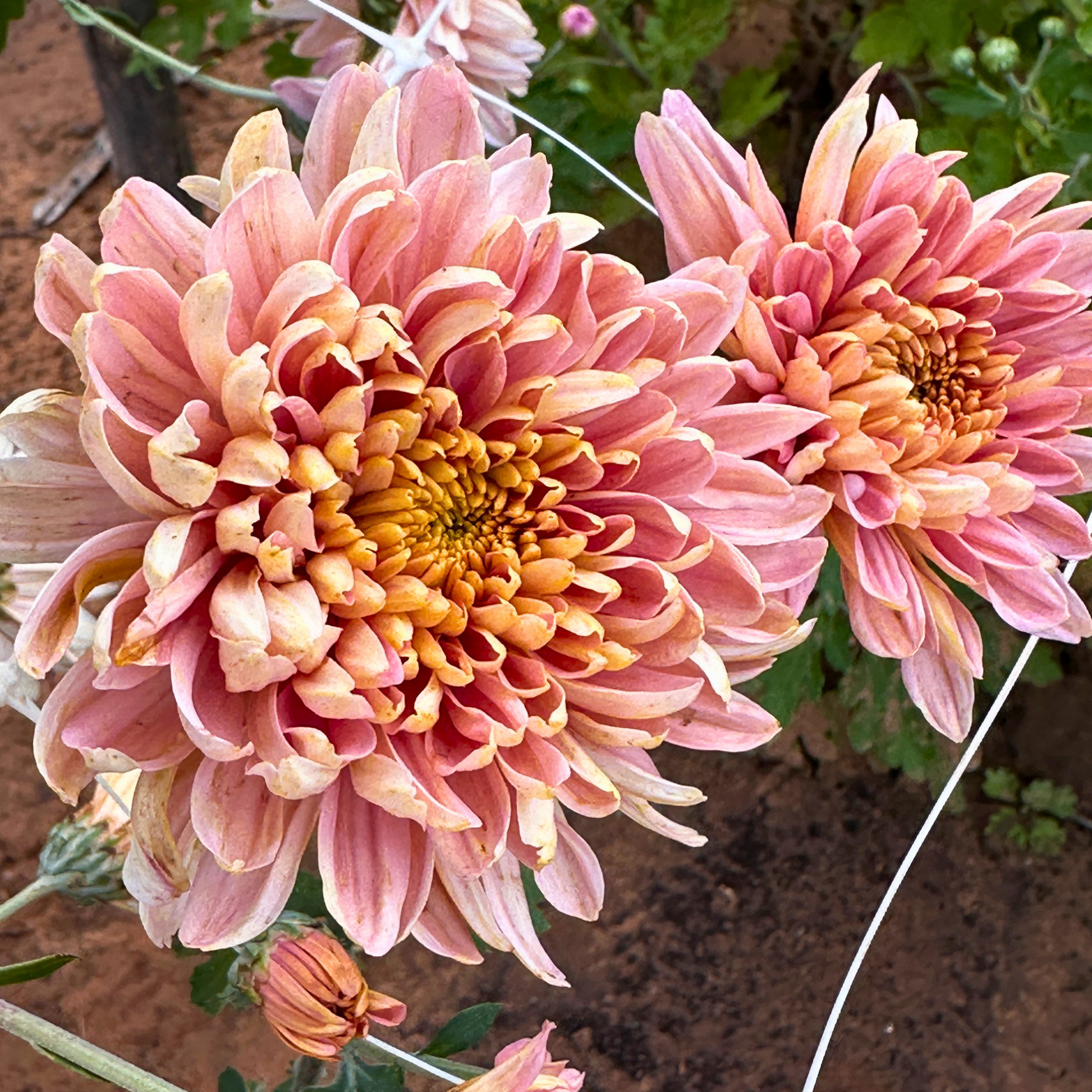 Champagne Whisper Heirloom Chrysanthemum | South Africa - Love Dahlias - south - africa - flower - bulbs