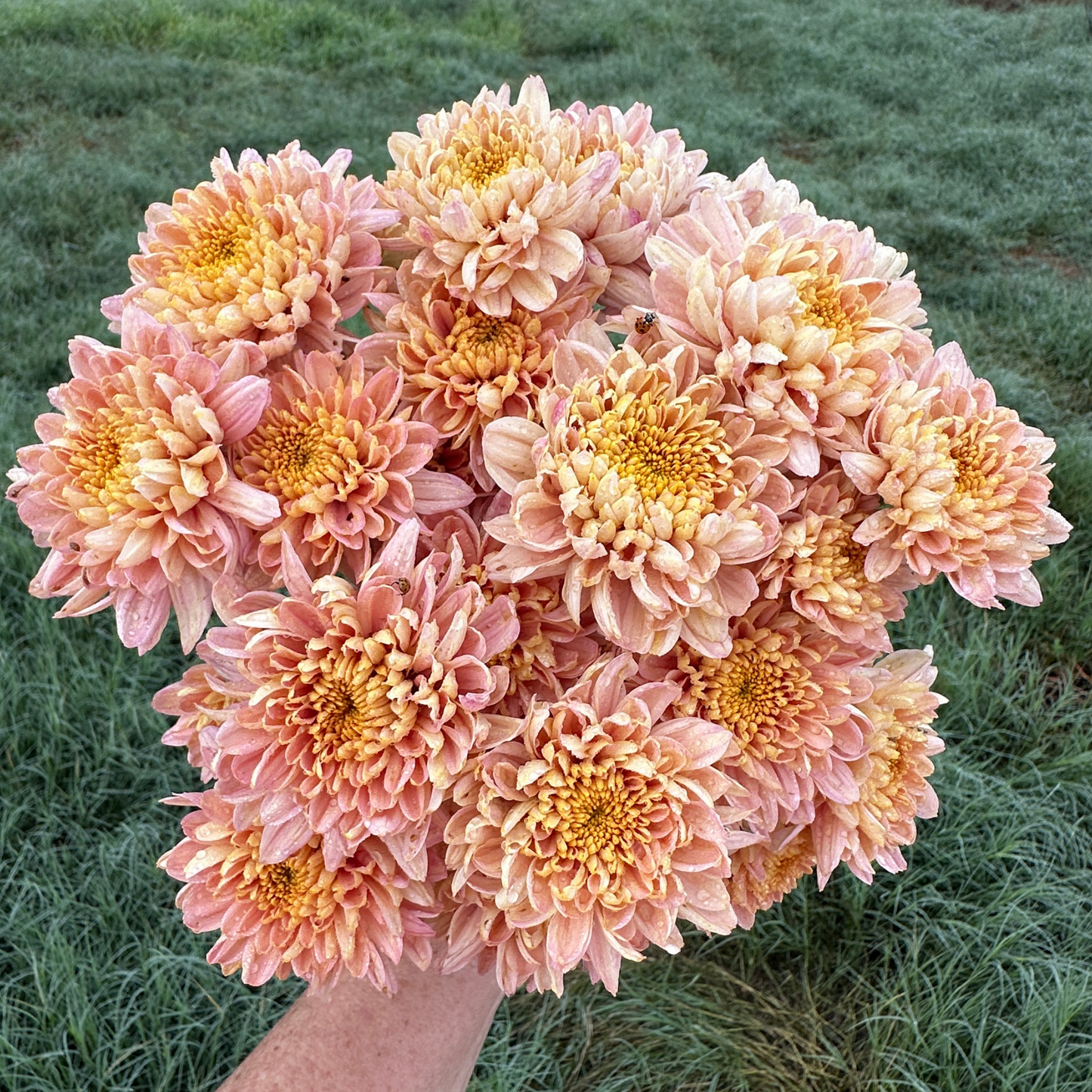 Champagne Whisper Heirloom Chrysanthemum | South Africa - Love Dahlias - south - africa - flower - bulbs