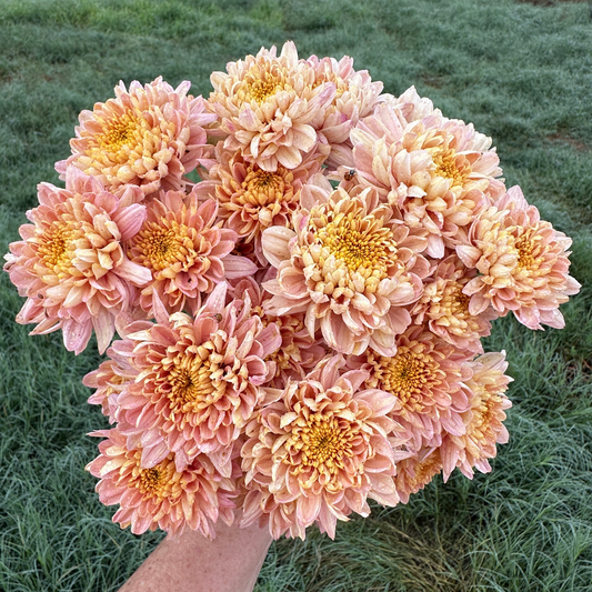 Champagne Whisper Heirloom Chrysanthemum | South Africa - Love Dahlias - south - africa - flower - bulbs