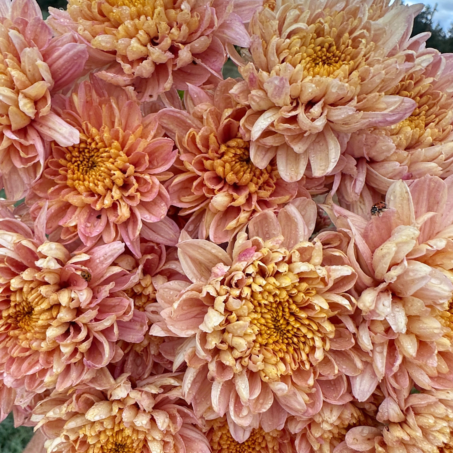 Champagne Whisper Heirloom Chrysanthemum | South Africa - Love Dahlias - south - africa - flower - bulbs