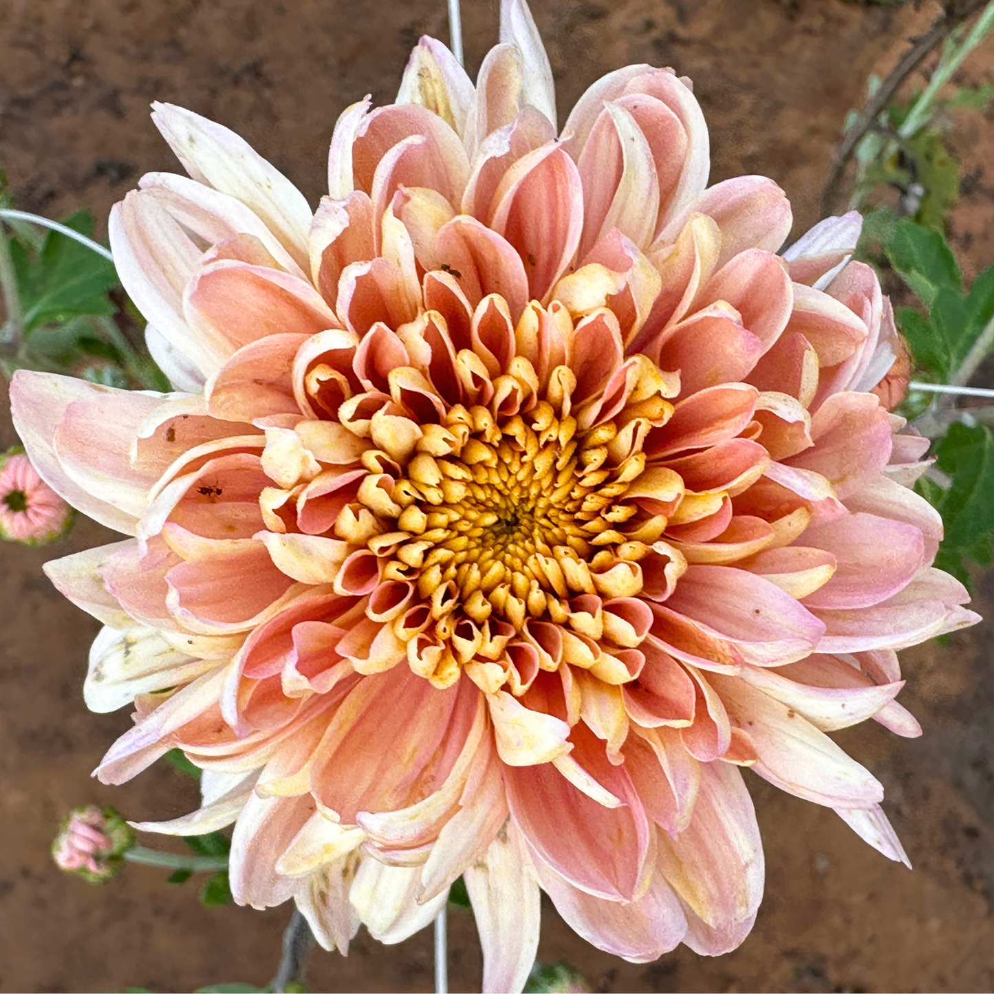 Champagne Whisper Heirloom Chrysanthemum | South Africa - Love Dahlias - south - africa - flower - bulbs