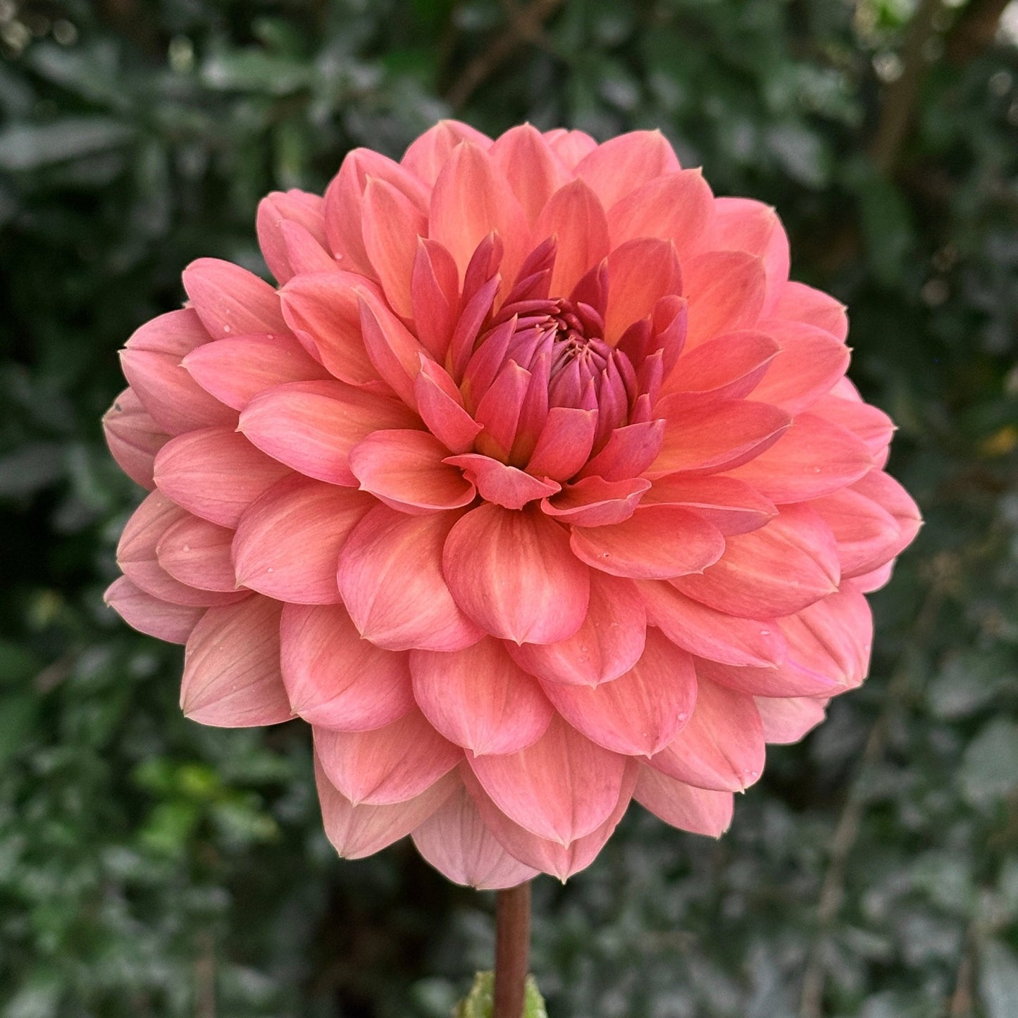 Chateau de la Bourdasiere Dahlia (Limit 1 p.p) - Love Dahlias - south - africa - flower - bulbs