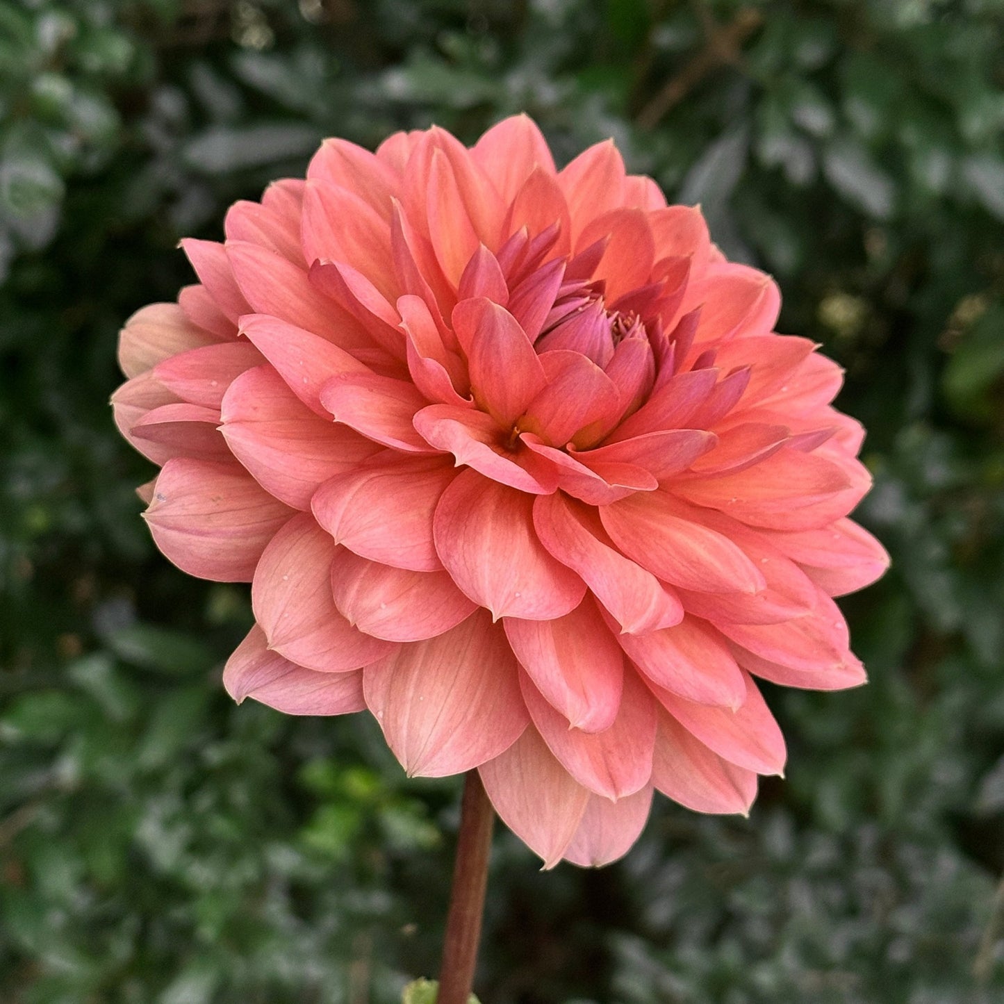 Chateau de la Bourdasiere Dahlia (Limit 1 p.p) - Love Dahlias - south - africa - flower - bulbs