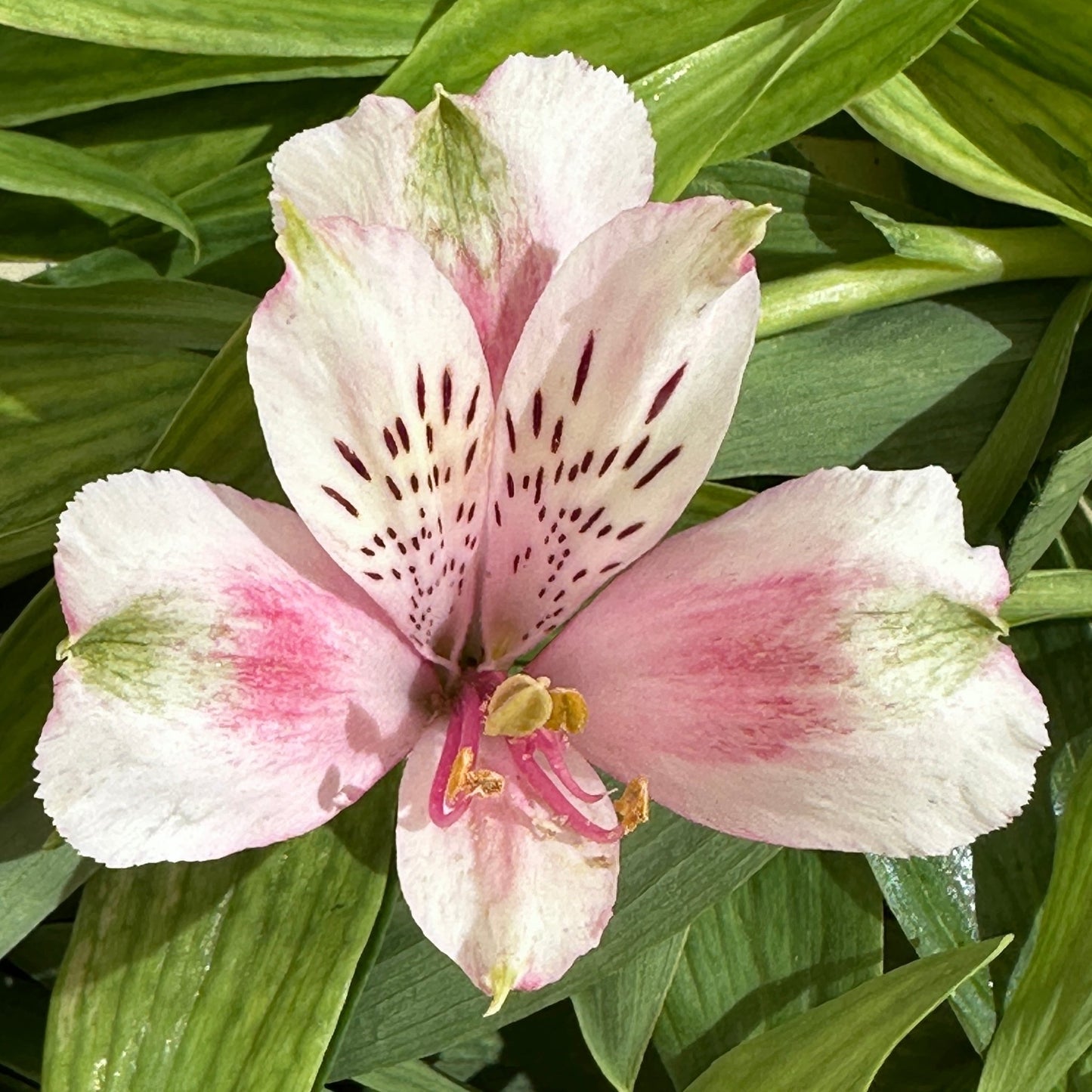 Cheeky Alstroemeria Plant (Inca Lily) - Love Dahlias - south - africa - flower - bulbs