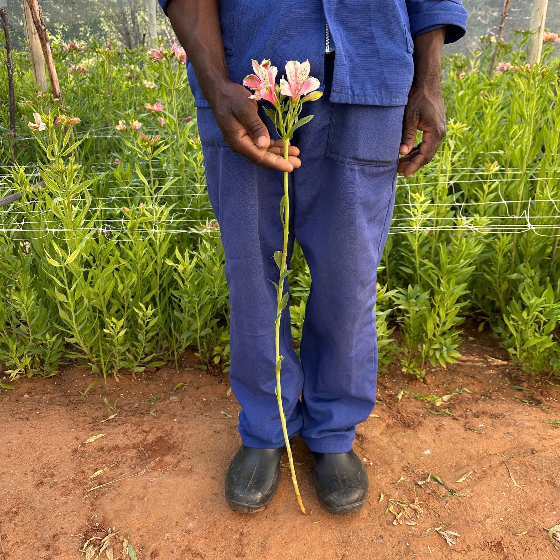 Cheeky Alstroemeria Plant (Inca Lily) - Love Dahlias - south - africa - flower - bulbs