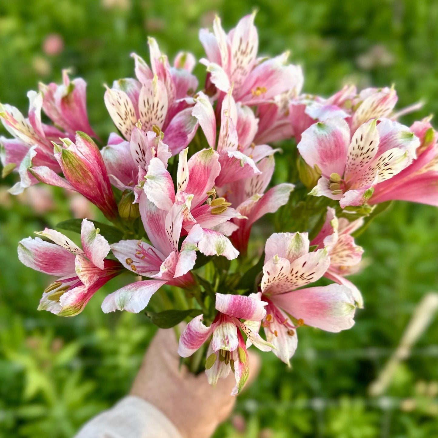 Cheeky Alstroemeria Plant (Inca Lily) - Love Dahlias - south - africa - flower - bulbs