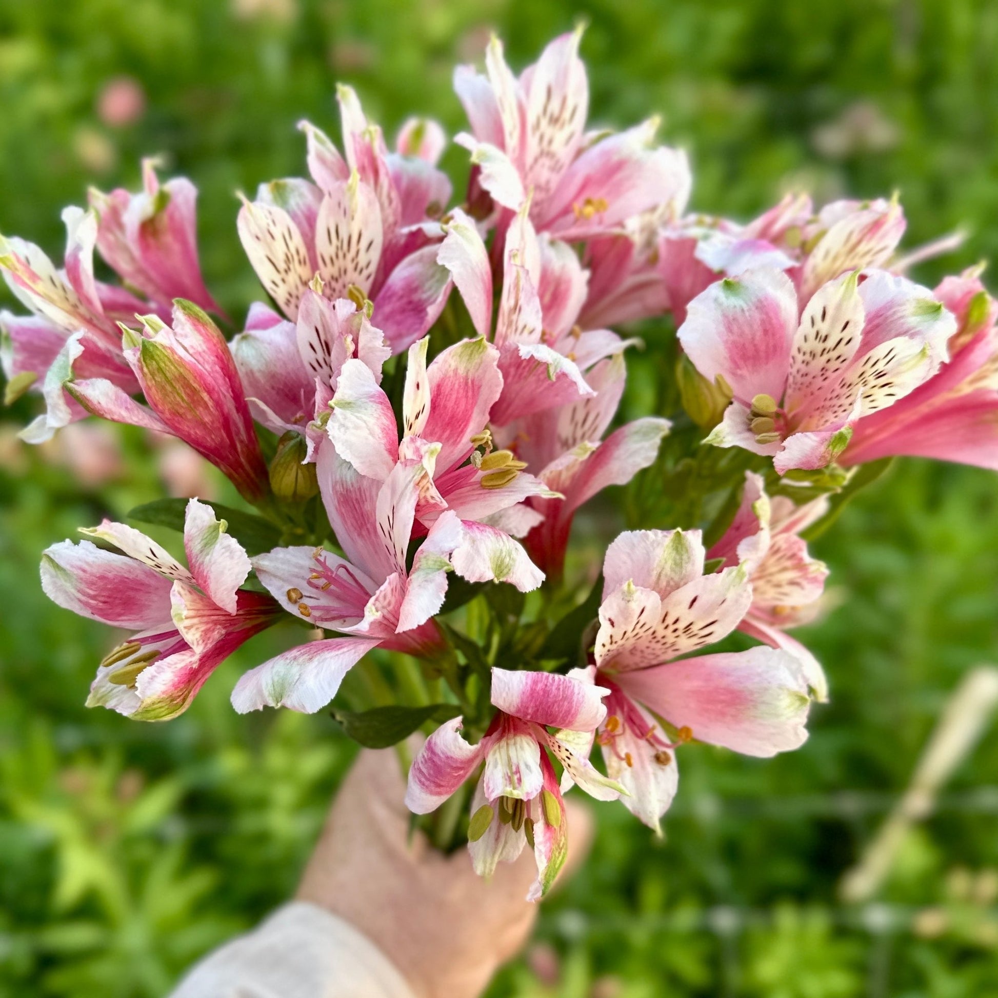 Cheeky Alstroemeria Plant (Inca Lily) - Love Dahlias - south - africa - flower - bulbs