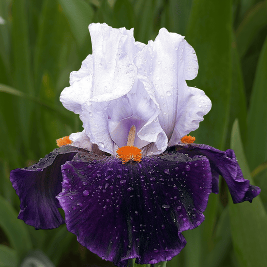 Chelsea Bleu Bearded Iris (Coming in 2028) - Love Dahlias-south-africa-flower-bulbs